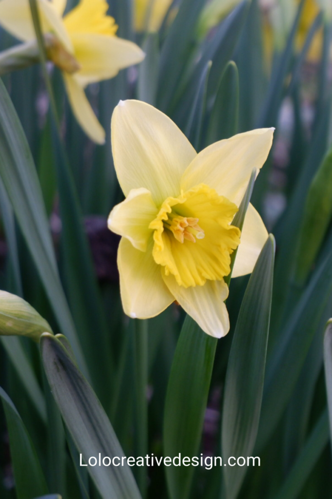 Dying slowly daffodil